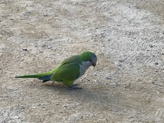 Myiopsitta monachus