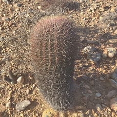 Ferocactus gracilis gracilis