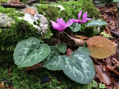 Cyclamen purpurascens purpurascens