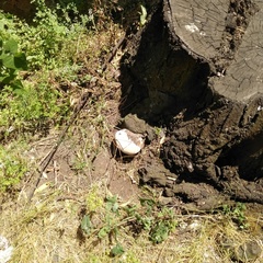 Ganoderma australe