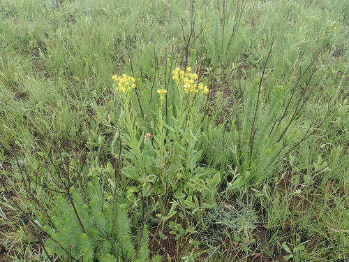 Image of Senecio decurrens by no rights reserved