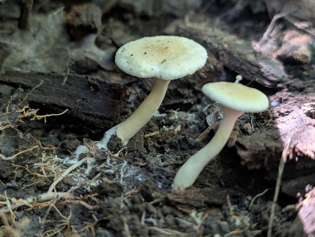 Hygrophoropsis sp. 'QC01'