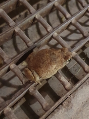 Sclerophrys pusilla