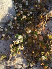 Pharnaceum cordifolium