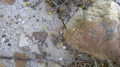 Pharnaceum elongatum