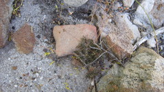 Pharnaceum elongatum