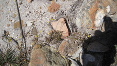 Pharnaceum elongatum