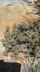 Pharnaceum elongatum