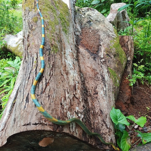 Rainbow Tree Snake