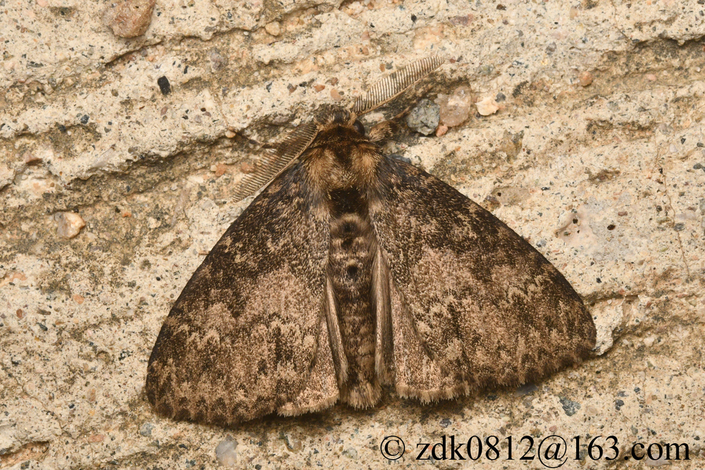 Ilema chinensis