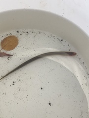 Lampetra richardsoni