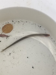 Lampetra richardsoni