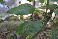 Philodendron rigidifolium