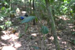 Philodendron rigidifolium