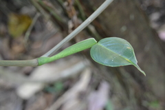 Philodendron rigidifolium