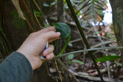 Philodendron rigidifolium