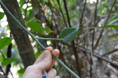 Philodendron rigidifolium