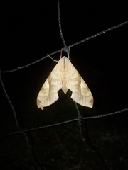 Clanis bilineata