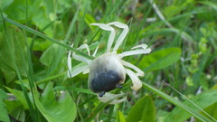 Geothelphusa dehaani