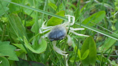 Geothelphusa dehaani
