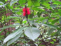 Pachystachys spicata