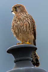 Falco tinnunculus canariensis