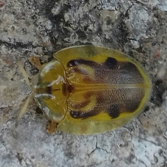 Eurypepla brevilineata