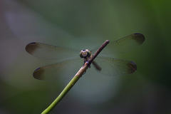 Micrathyria laevigata
