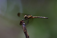 Micrathyria laevigata