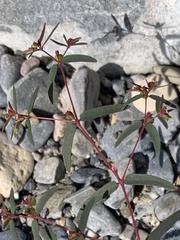 Euphorbia cumbrae