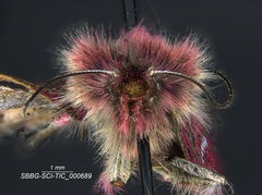 Schinia pulchripennis