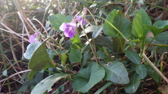 Viola obtusa