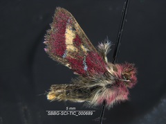 Schinia pulchripennis