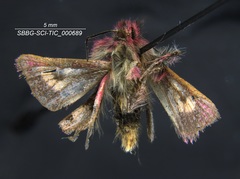 Schinia pulchripennis