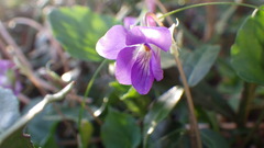 Viola obtusa