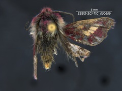 Schinia pulchripennis