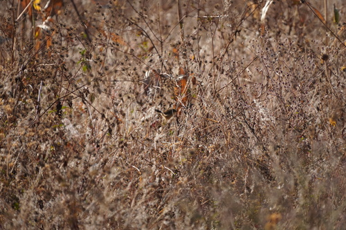 Siffling Cisticola