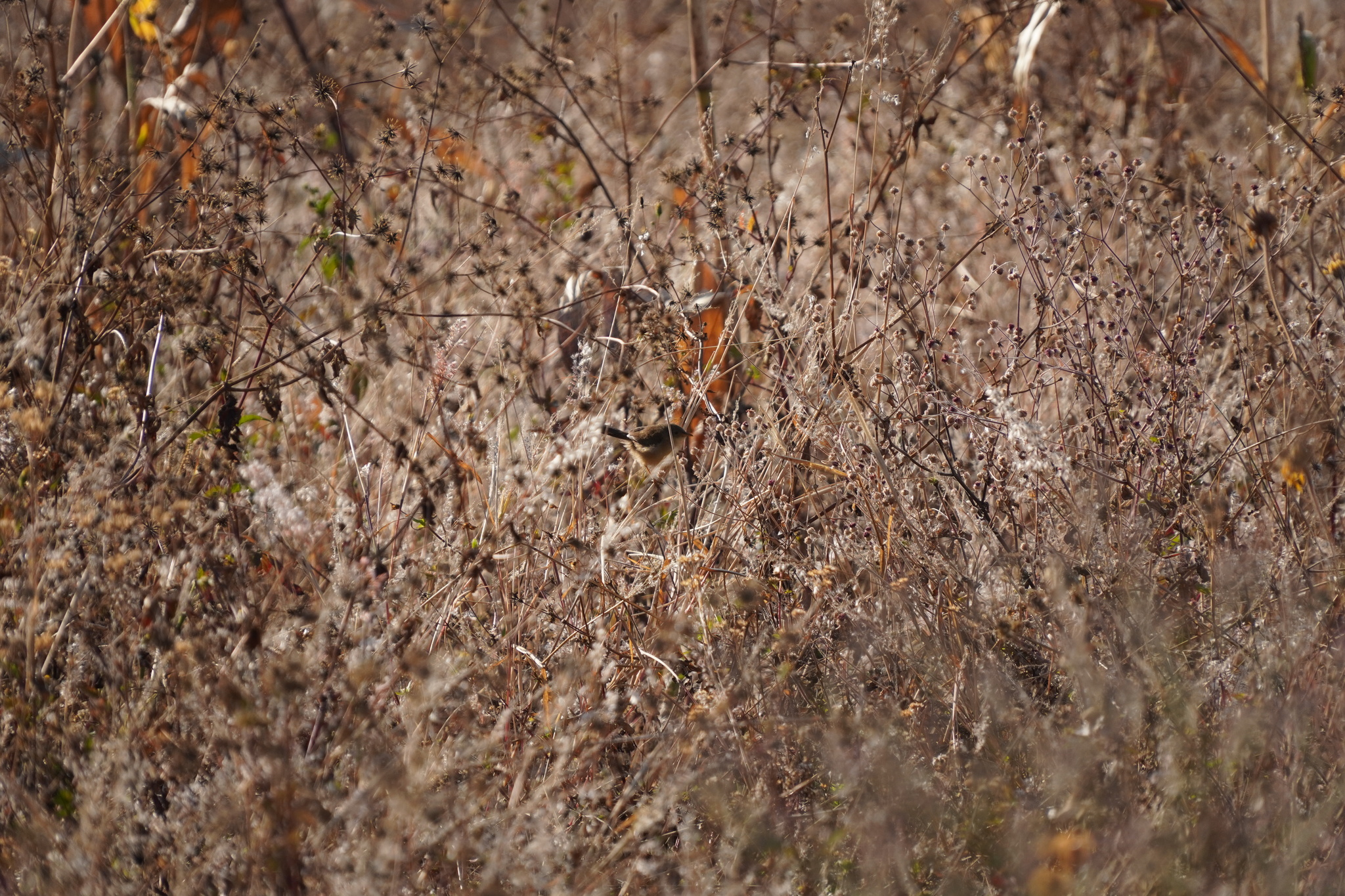 Short-winged Cisticola (Cisticola brachypterus), photo 2