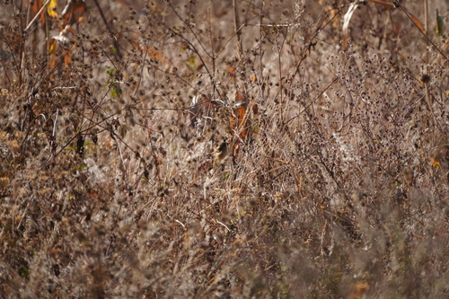Short-winged Cisticola (Cisticola brachypterus), photo 3