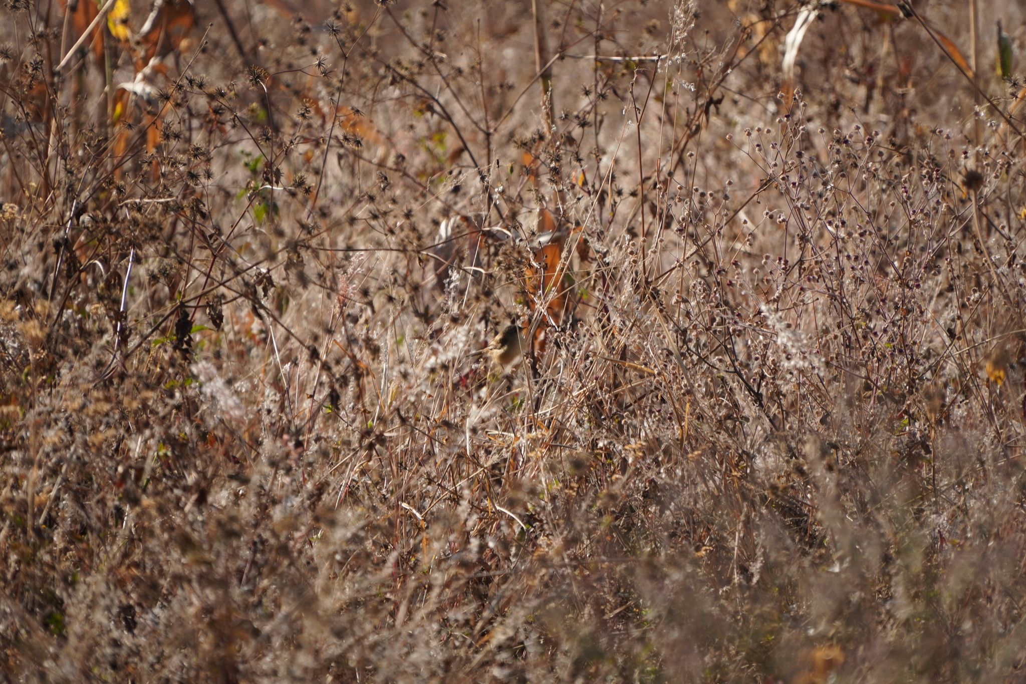 Short-winged Cisticola (Cisticola brachypterus), photo 3