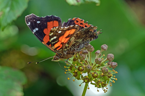 Canary Red Admiral