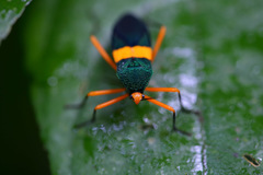 Paryphes