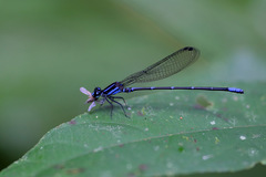 Argia oculata