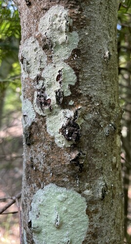 Beech Scale photo 5