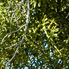 Phoradendron bolleanum