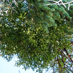 Phoradendron bolleanum