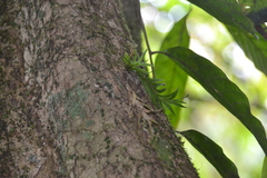 Dichaea panamensis image