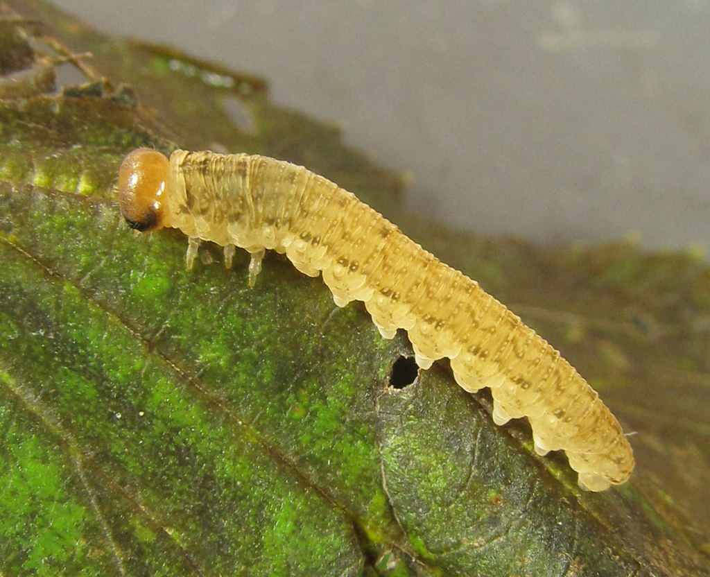 Perineura
