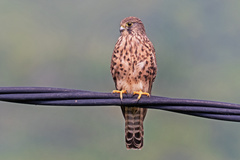 Falco tinnunculus canariensis