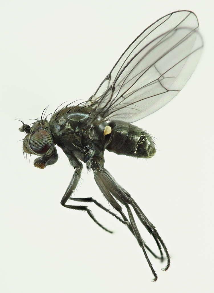 Coenia palustris